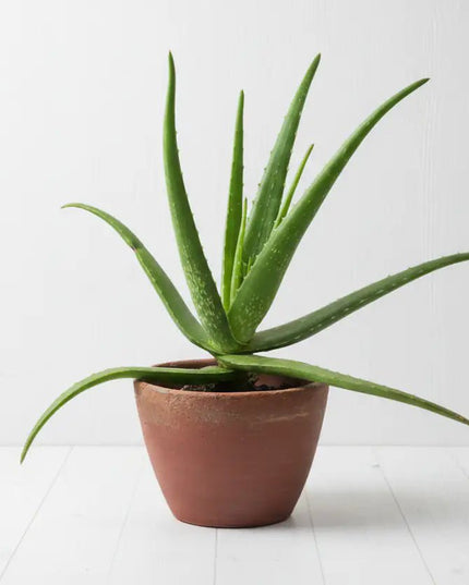Uniluoto ALOE VERA ‑peitto 150 × 200 cm - KalusteDuo_Huonekaluliike_peitto