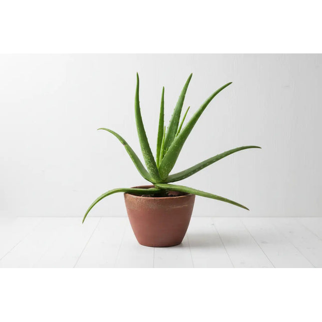 Uniluoto ALOE VERA ‑tyyny 50 × 60 cm - KalusteDuo_Huonekaluliike_Tyyny